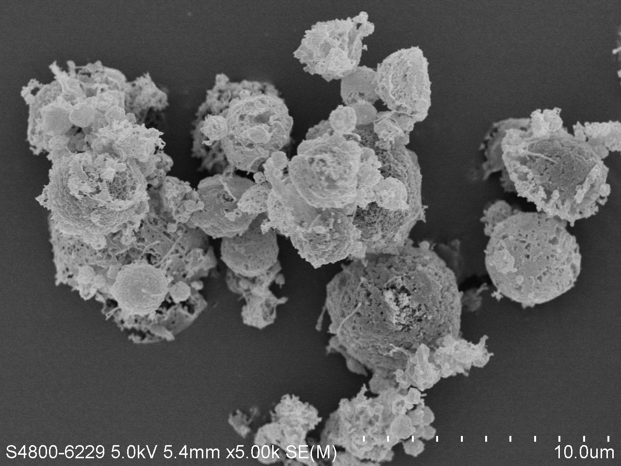 SEM image of inhaled tamibarotene powder formulation.