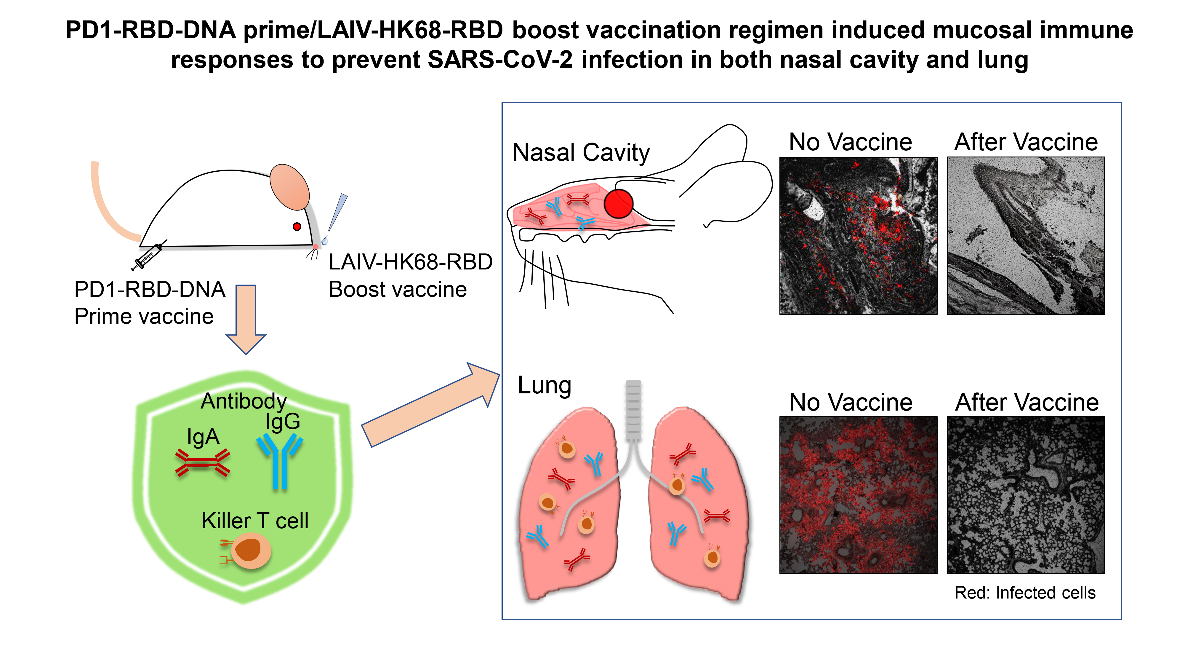 HKUMed discovers a novel vaccine strategy to prevent SARS-CoV-2 nasal infection
