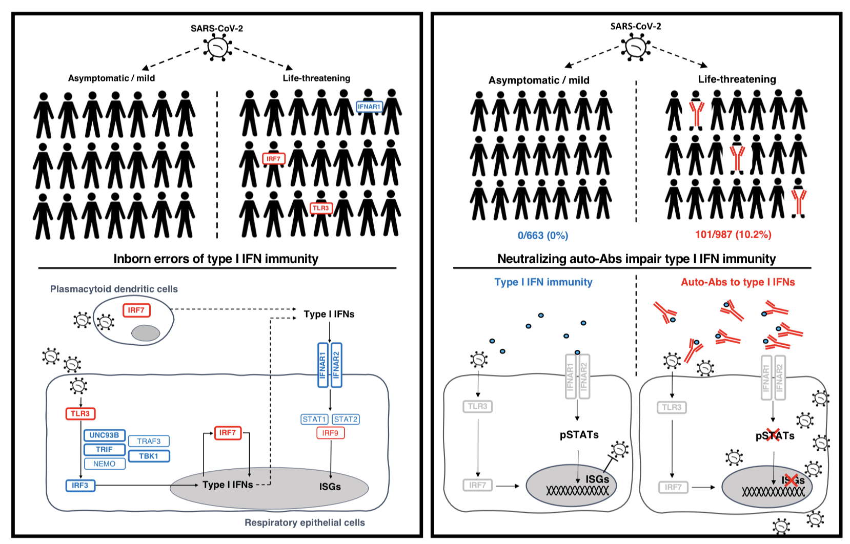 Diagram explaining the findings of the COVID Human Genetic Effort study.