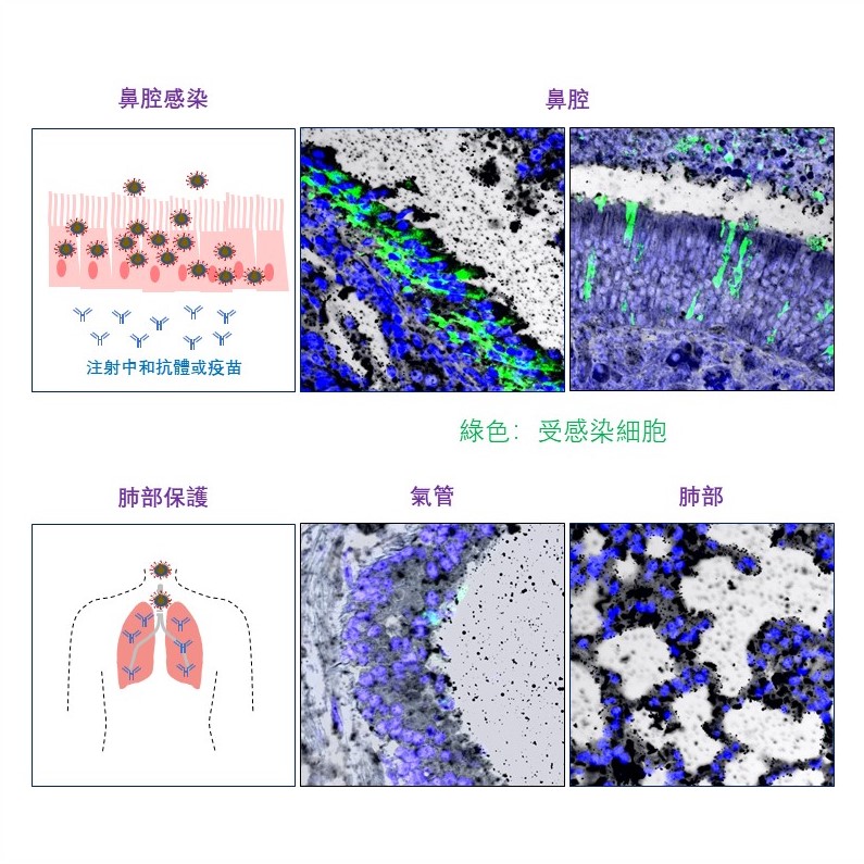 港大醫學院研究團隊合照，包括袁國勇教授、陳志偉教授等。