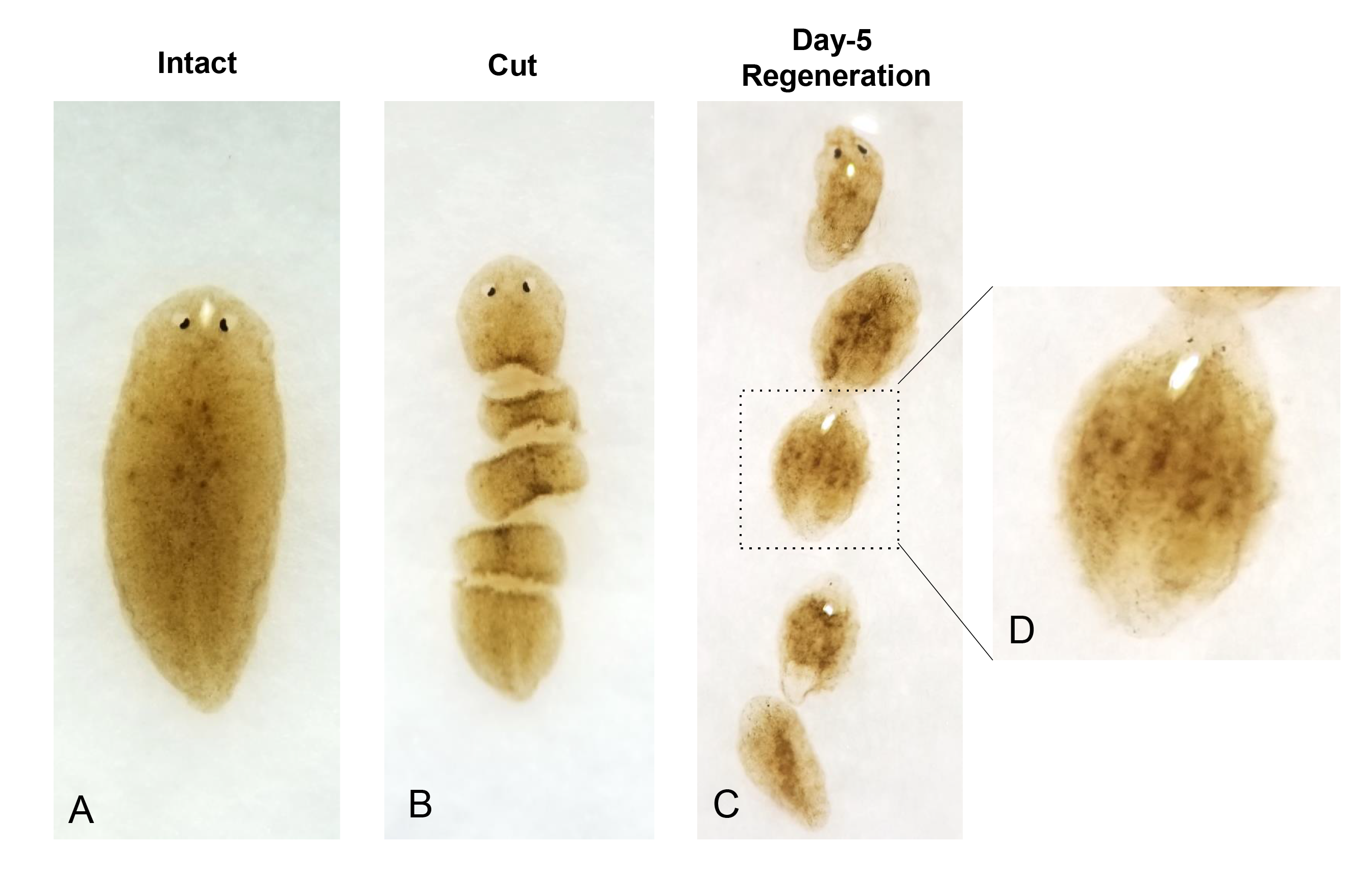 Planarians.