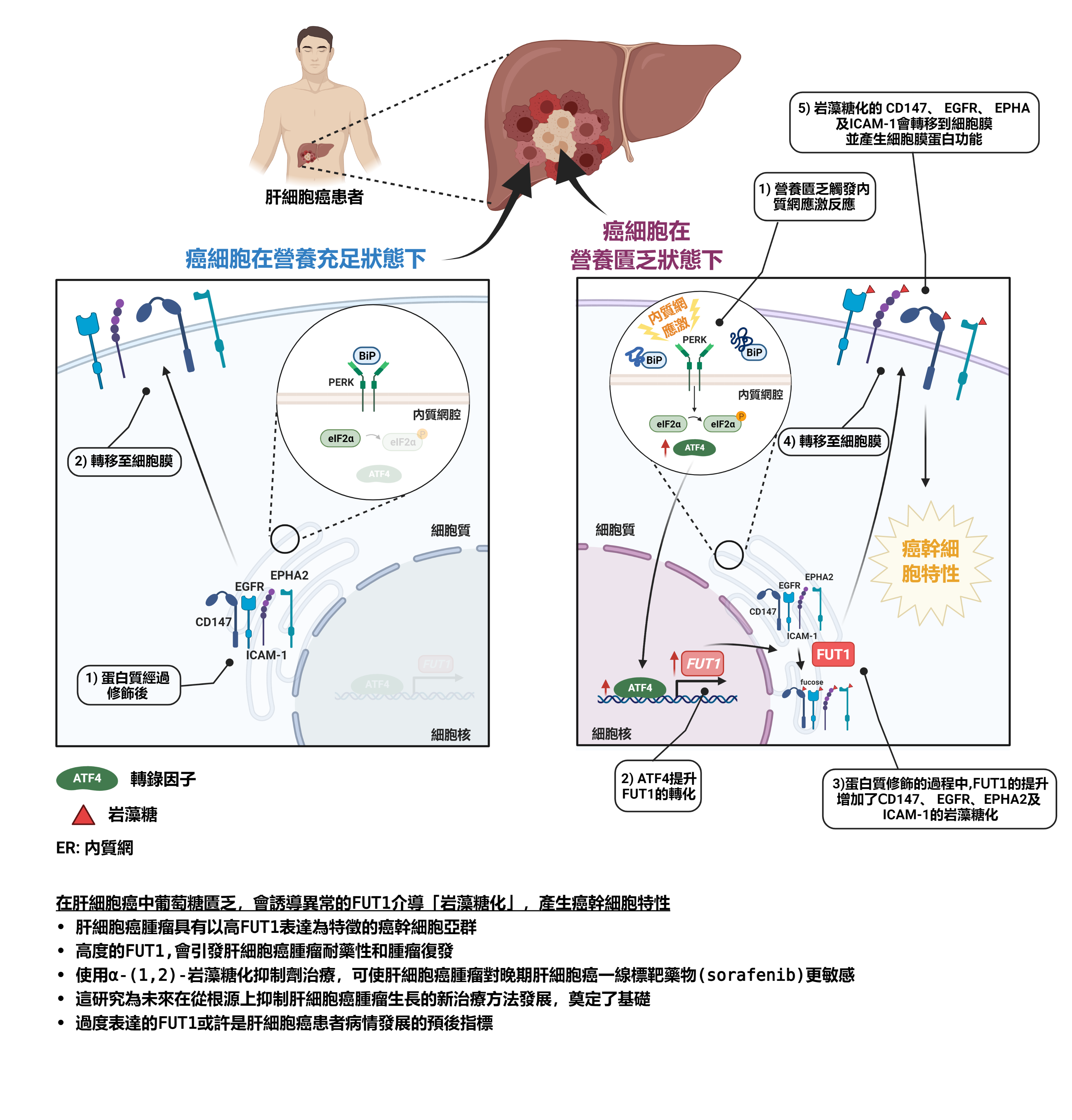 港大生物醫學學院研究團隊，包括馬桂宜博士。