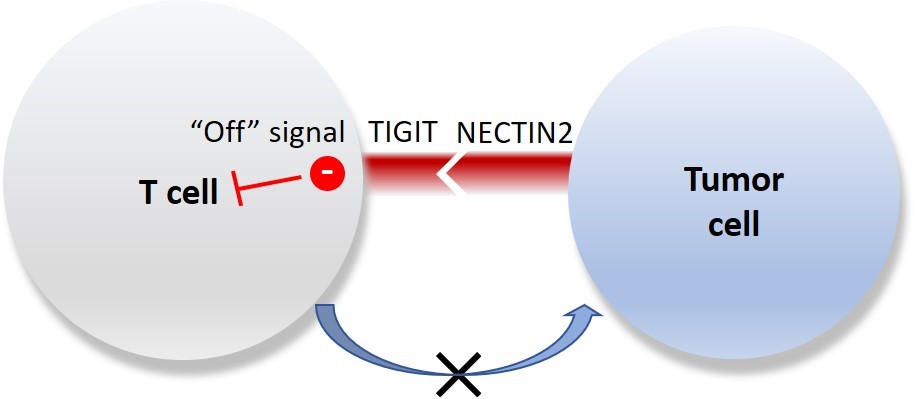 Diagram explaining the immune checkpoint axis identified.