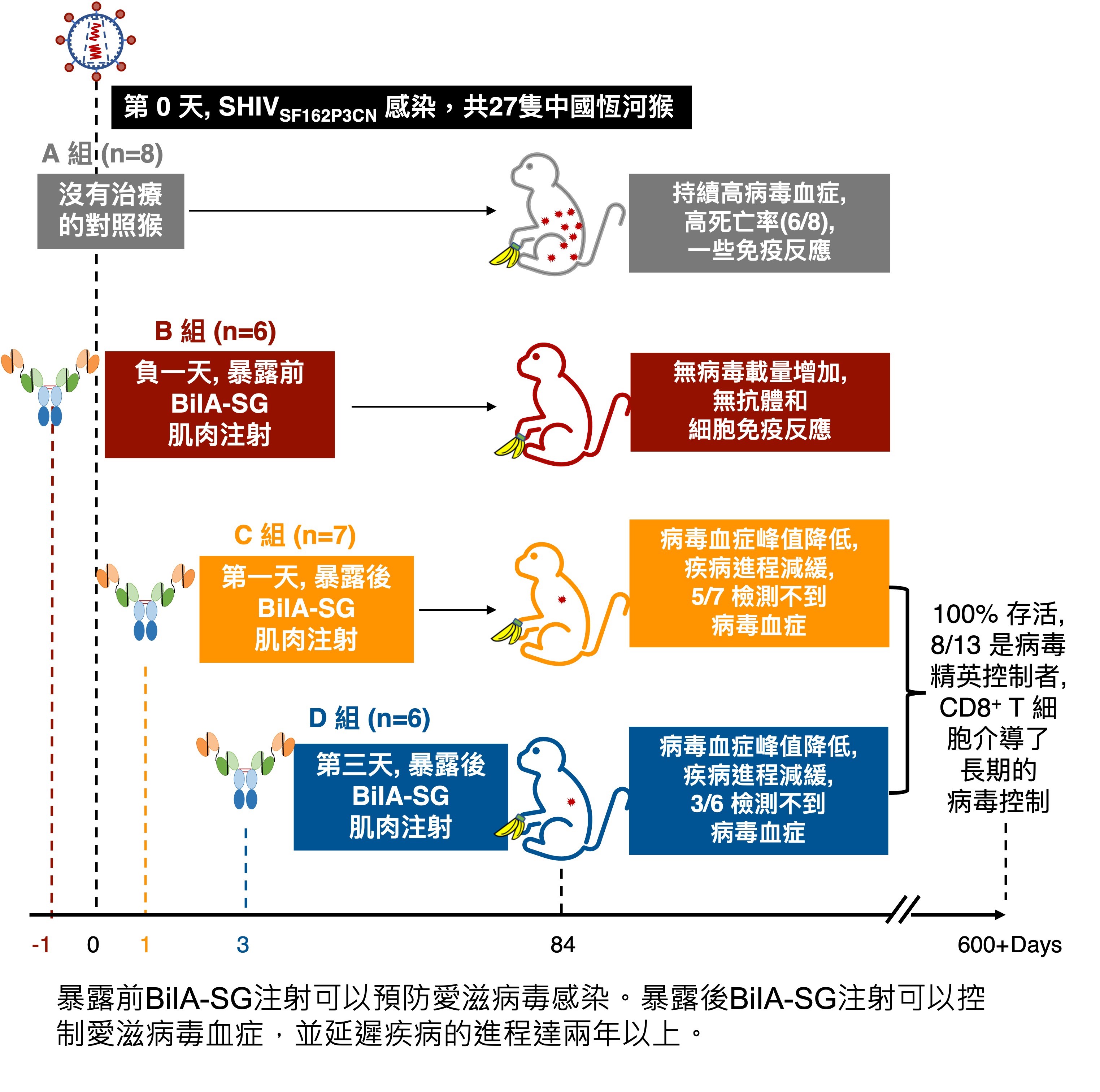 港大醫學院發現BiIA-SG可望成為有效預防 及功能性治癒愛滋病的通用藥物