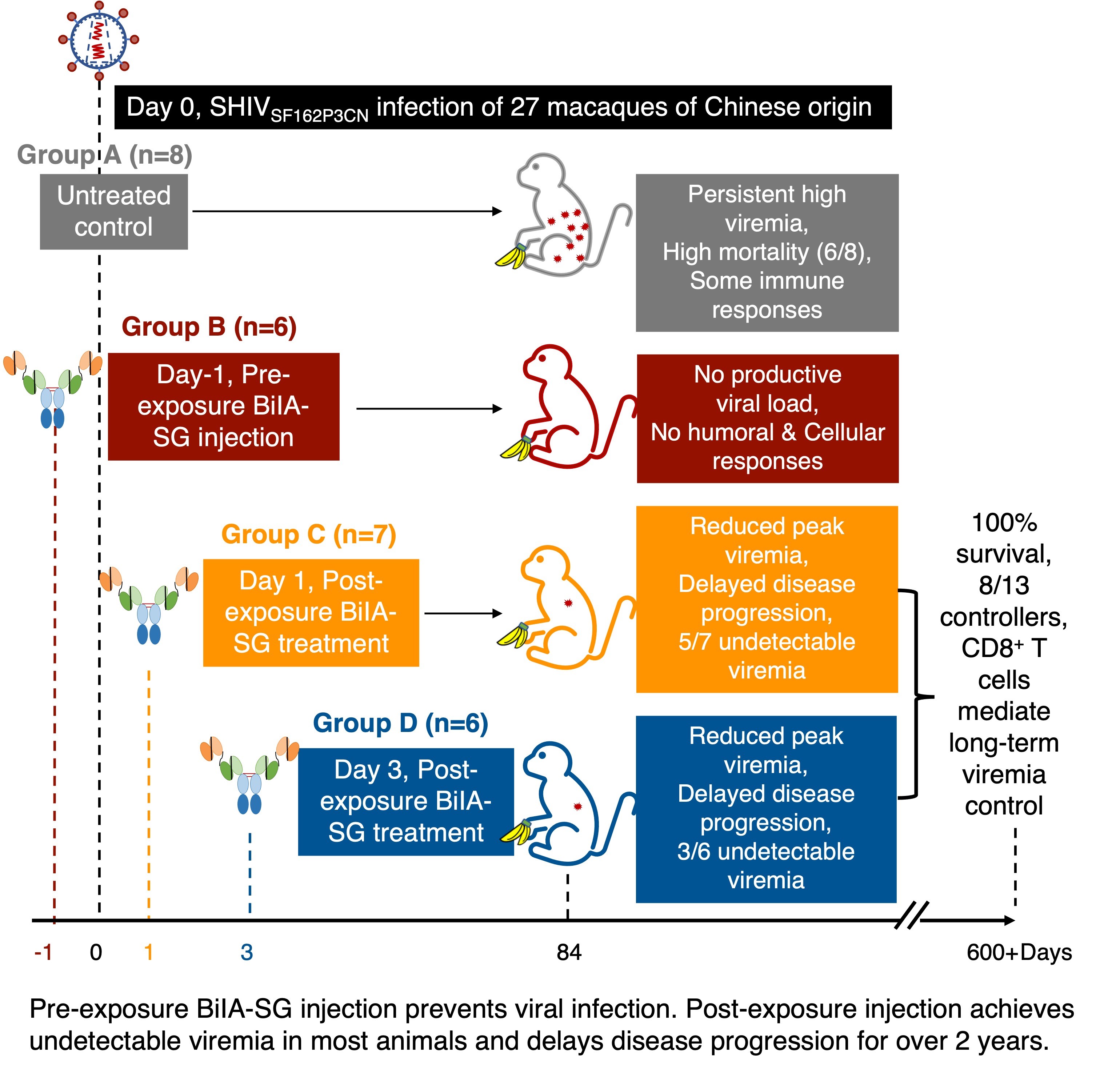 HKUMed identifies BiIA-SG as a promising universal drug  for HIV-1 prevention and functional cure