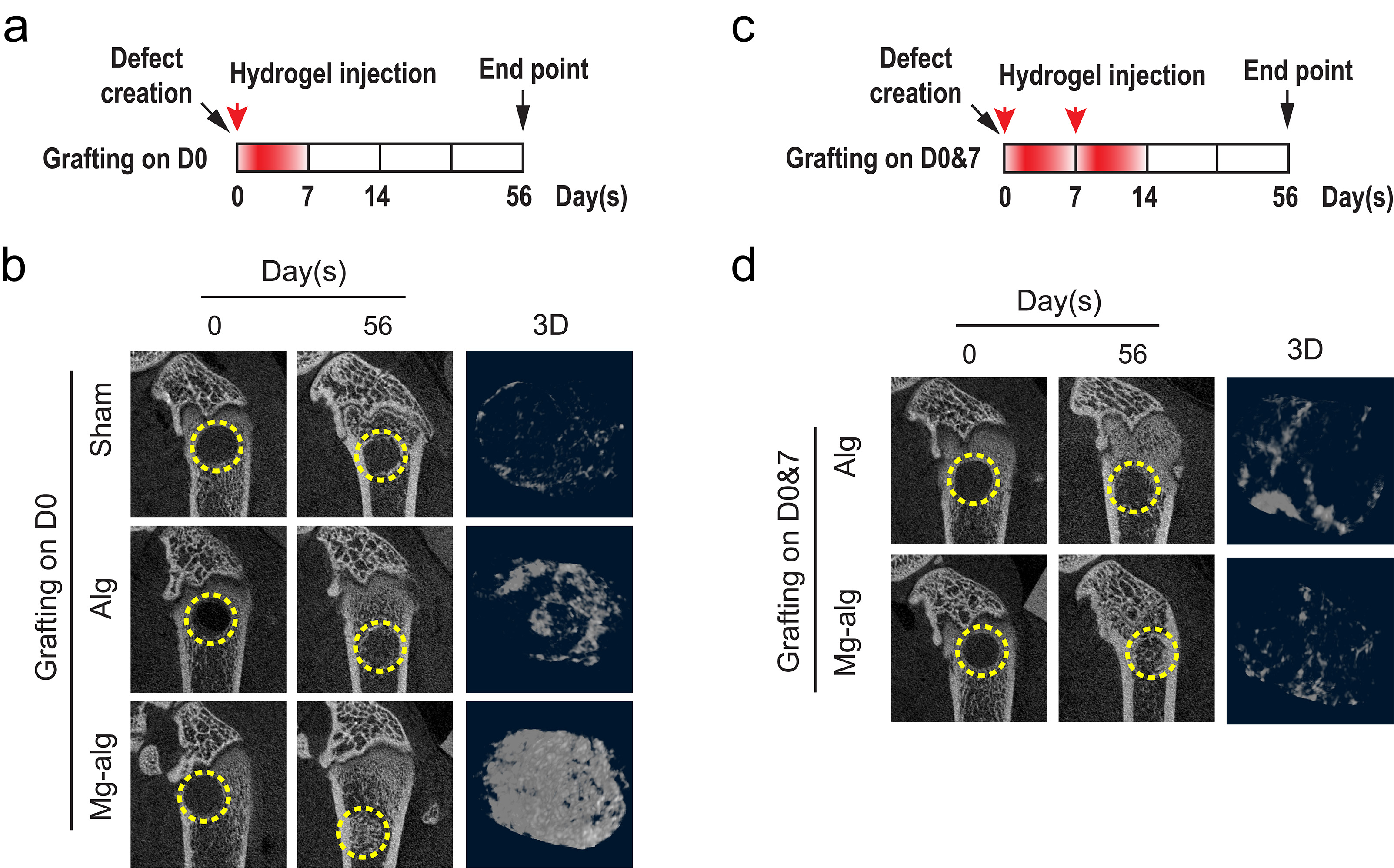 The effect of different Mg²⁺ delivery strategy on the bone regeneration of rat femoral defect.