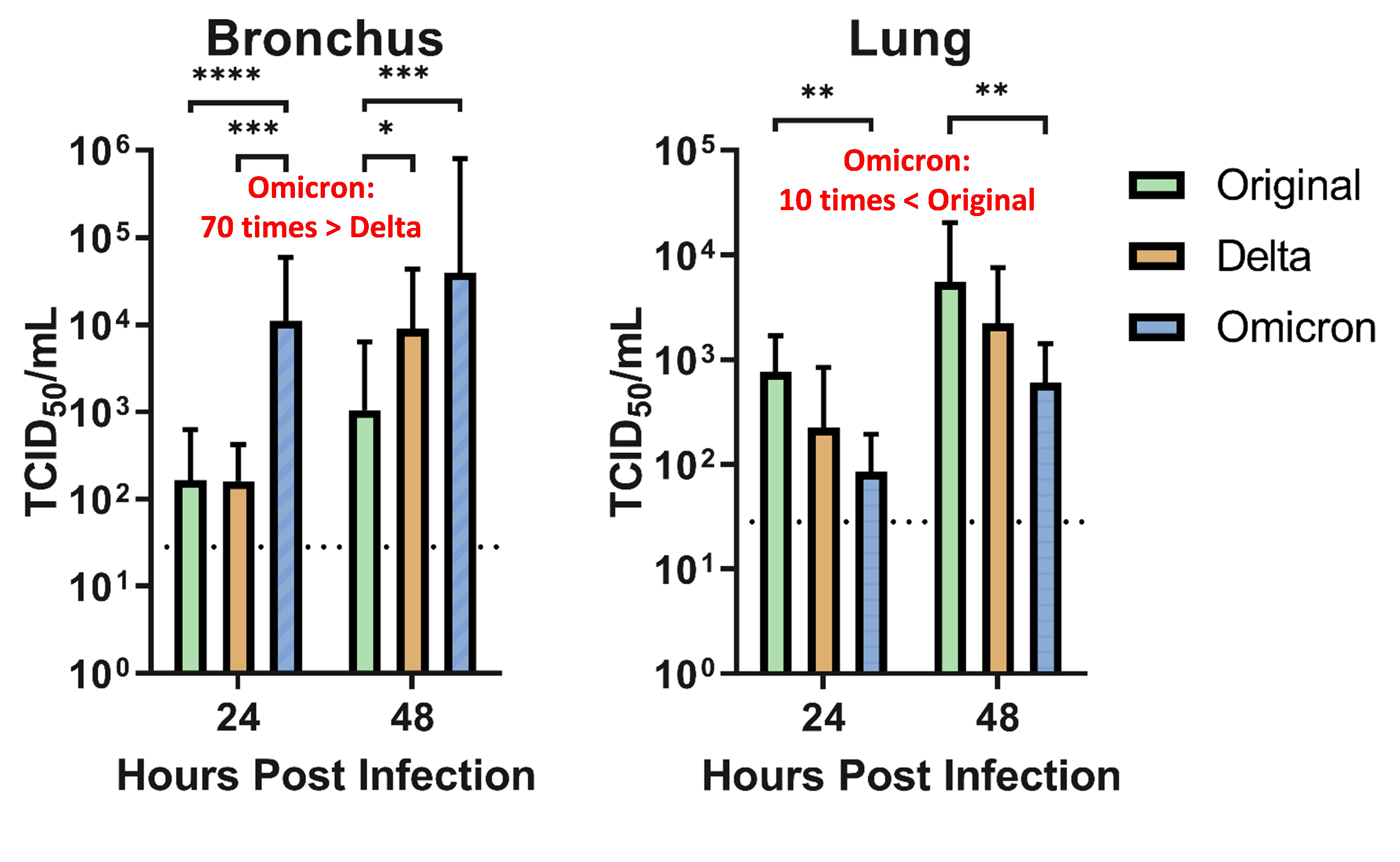 Omicron variant of SARS-CoV-2 (in red) infected human bronchus tissues.