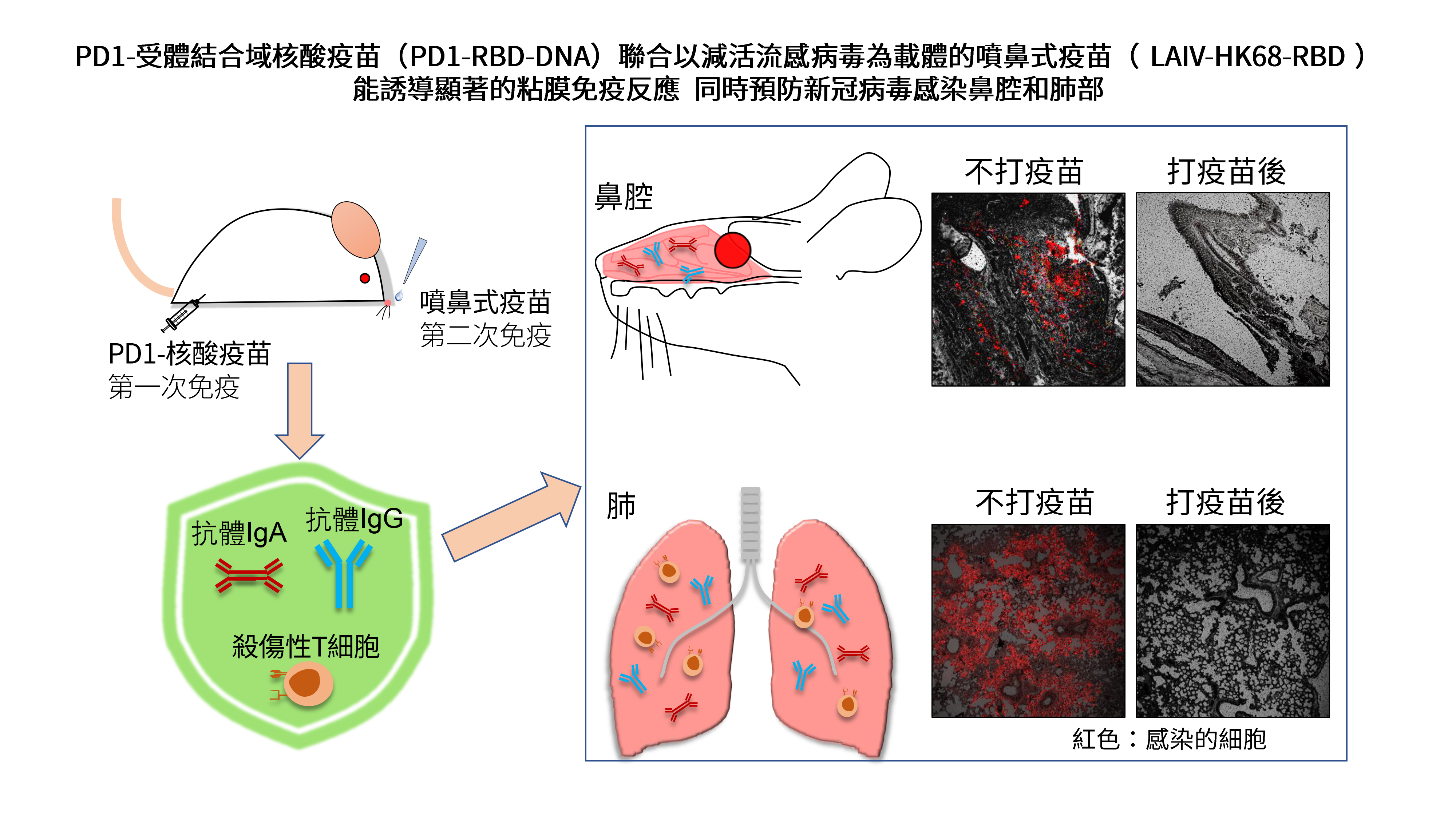 港大醫學院研究發現有效預防新冠病毒鼻腔感染的疫苗方案