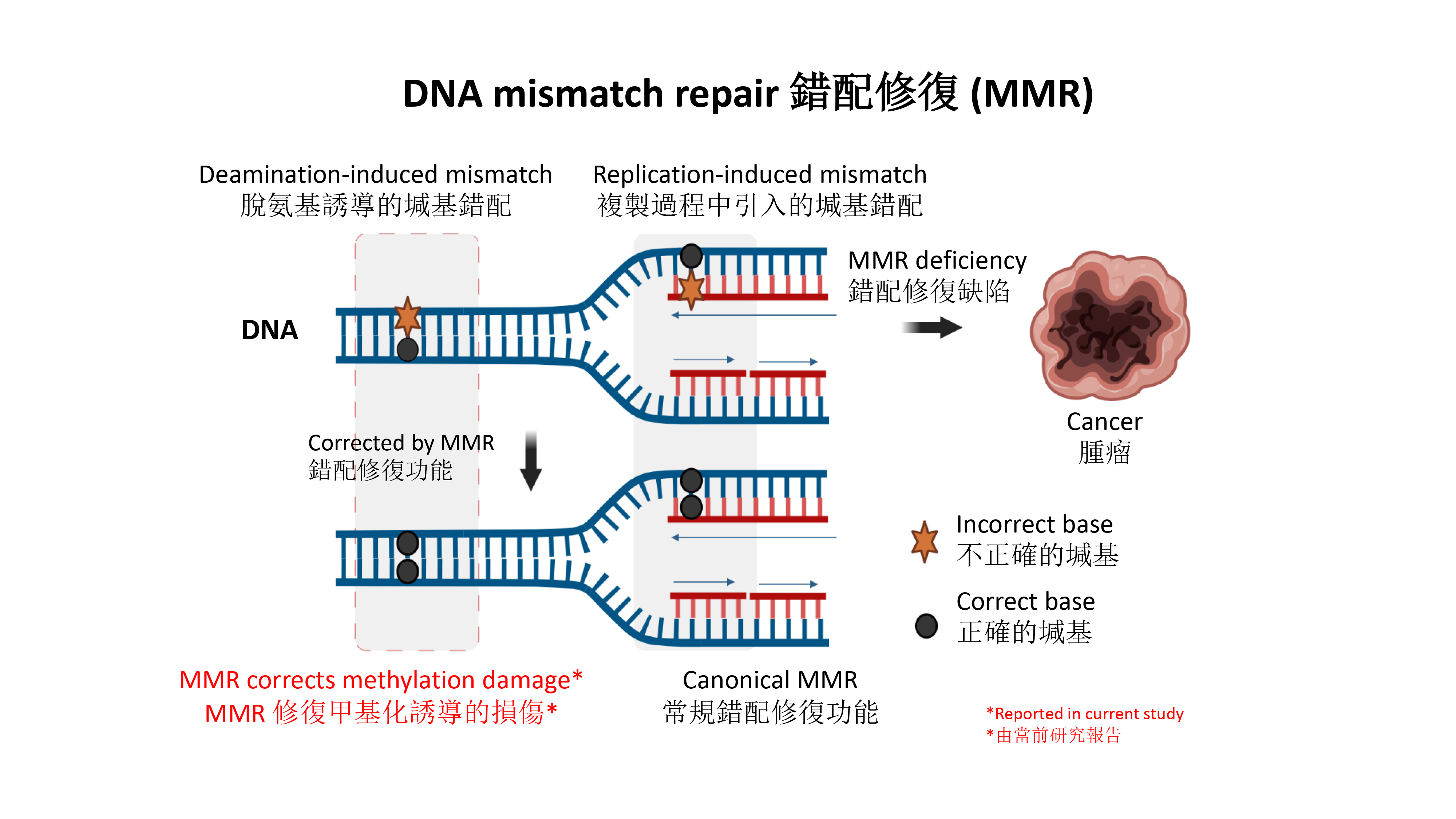 HKUMed discovers an unknown function of DNA mismatch repair  that protects us from cancer