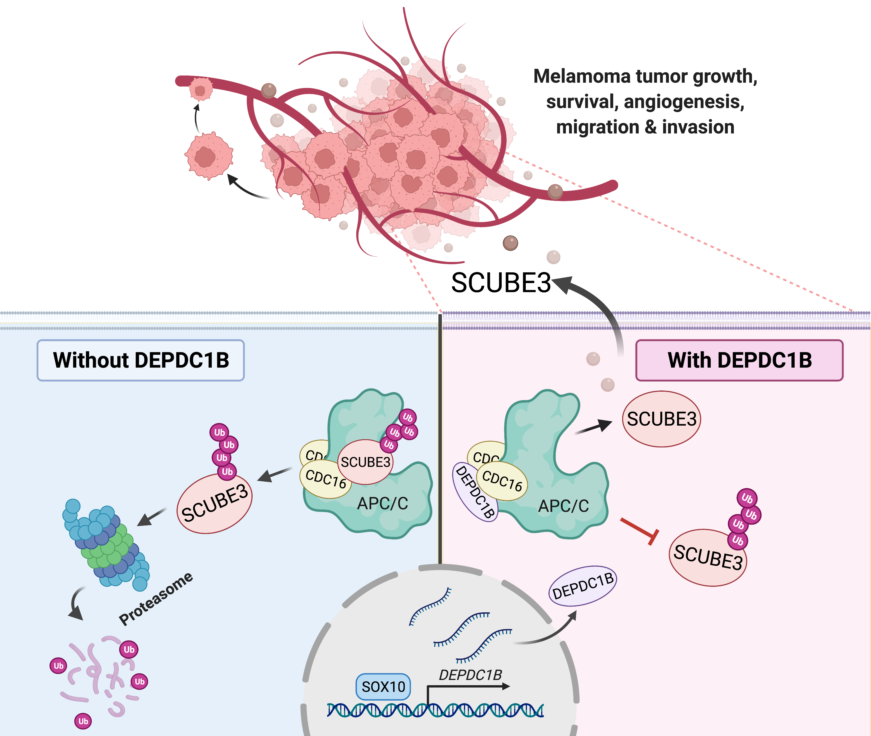 SOX10-DEPDC1B-SCUBE3 regulatory axis promotes melanoma angiogenesis and metastasis