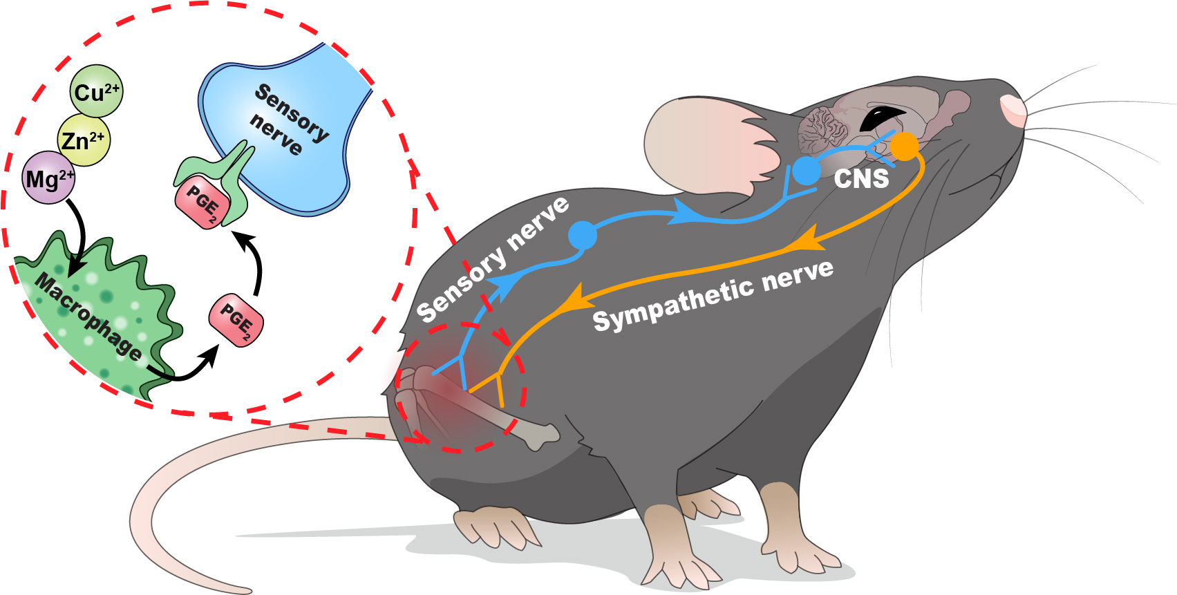 Schematic diagram showing the skeletal interoceptive circuit revealed in this work.