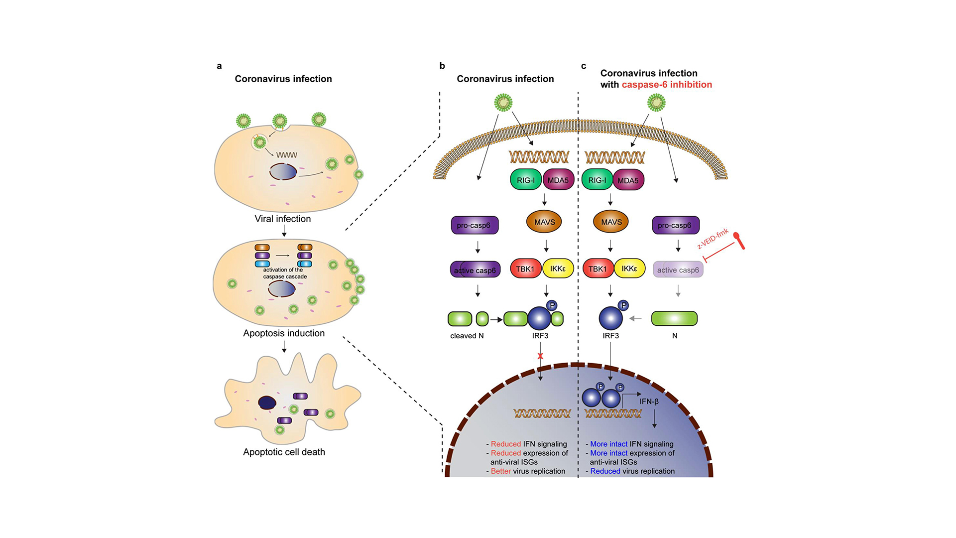 HKUMed reveals the mechanism of how coronaviruses exploit the host antiviral defence mechanisms for efficient replication
