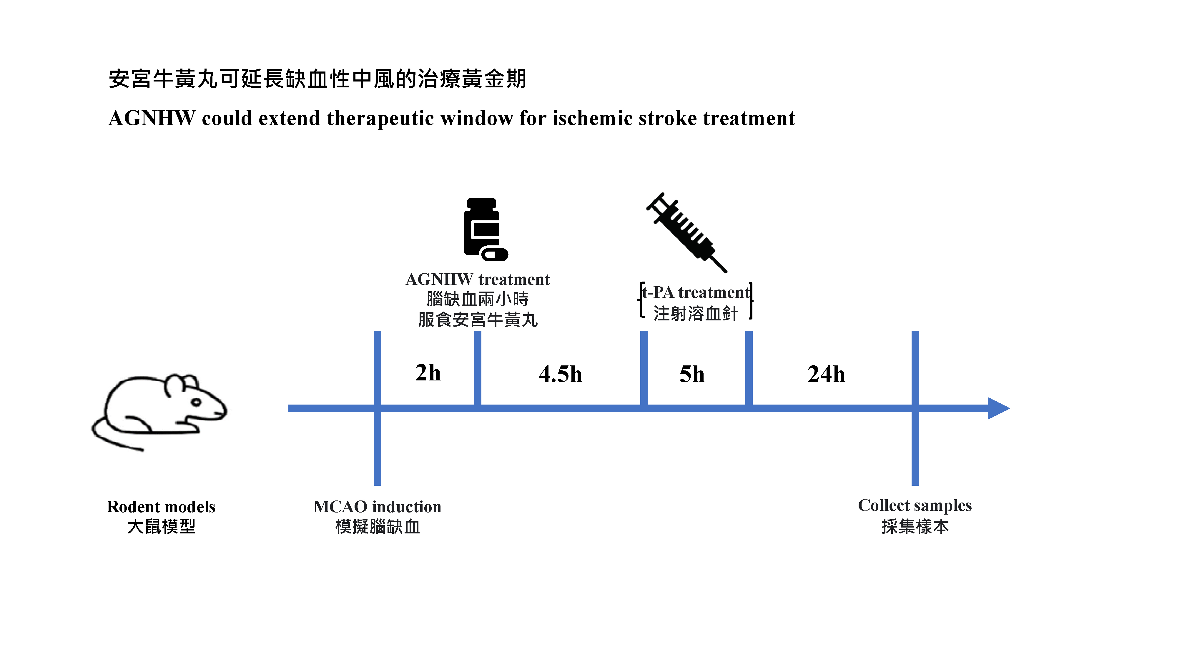 港大醫學院發現　經典中藥複方安宮牛黃丸可減少溶栓治療副作用　有望延長缺血性中風治療的黃金期