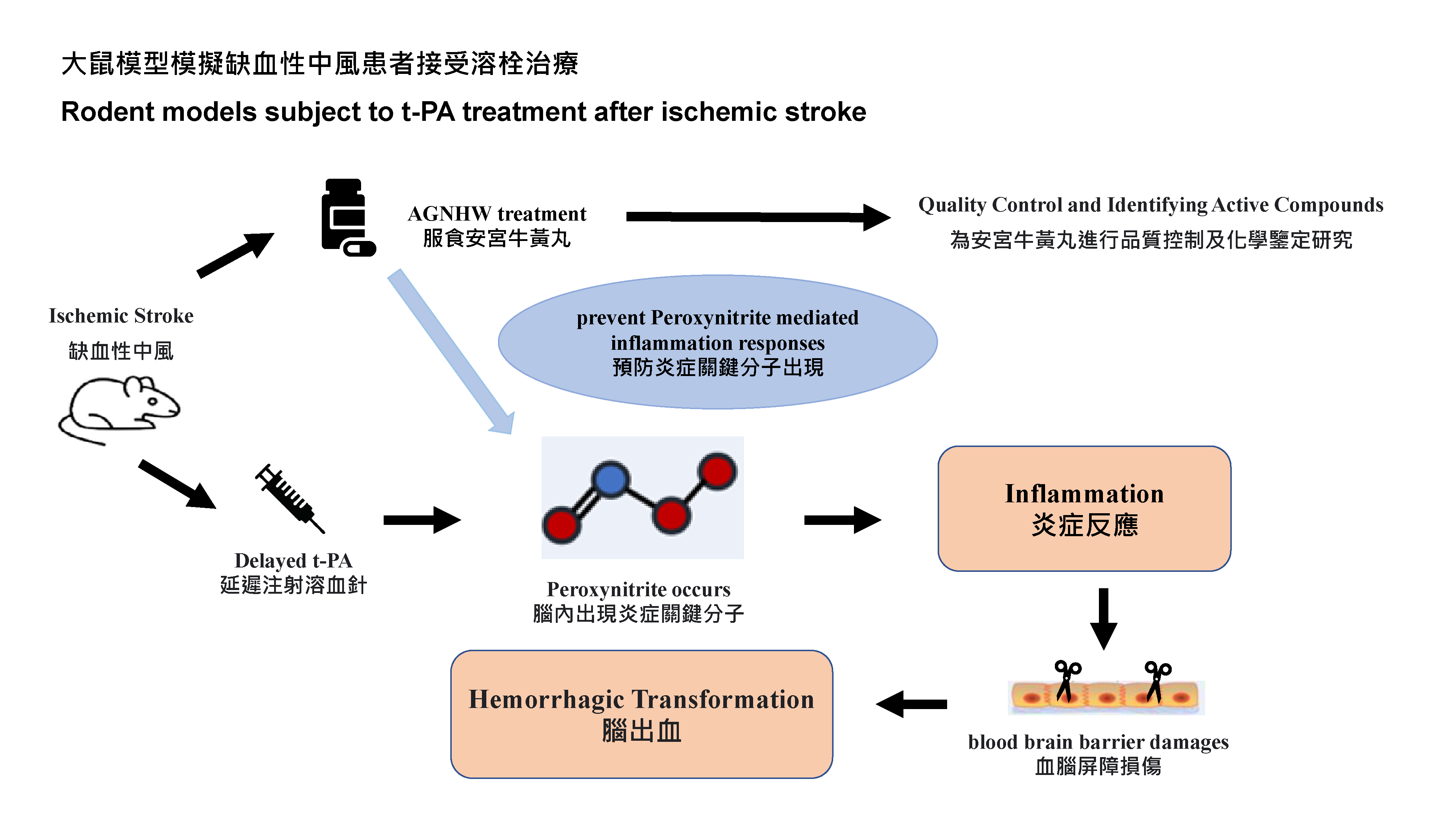 HKUMed discovers Angong Niuhuang Wan could reduce the side effects of thrombolytic therapy and extend therapeutic window for ischemic stroke treatment