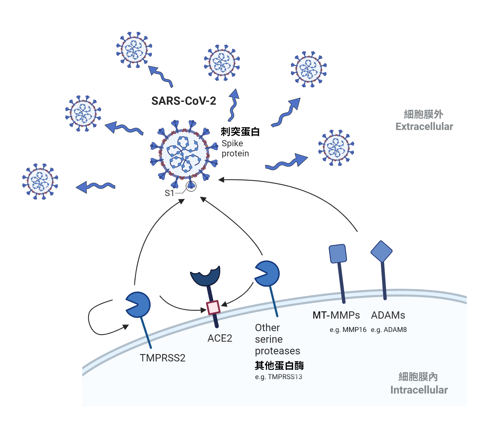 HKUMed Identifies Novel Host Protease Determinants  for SARS-CoV-2 Infection