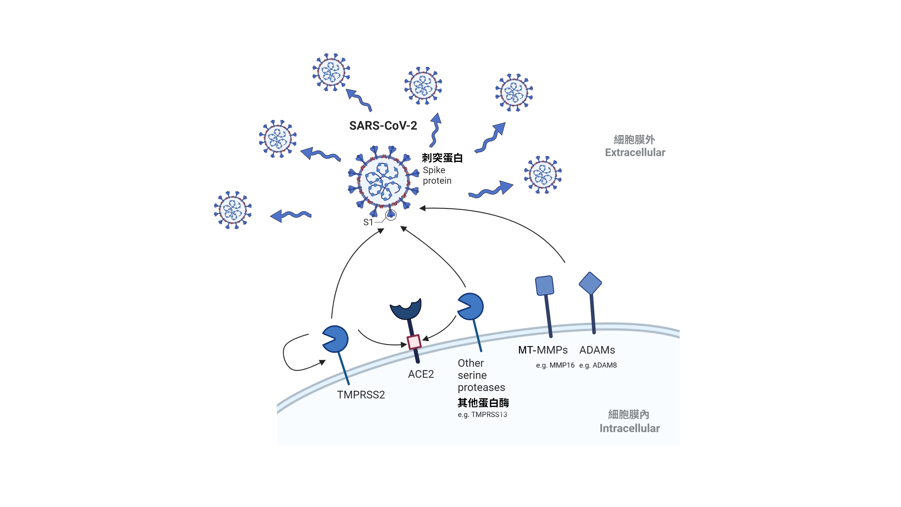 HKUMed Identifies Novel Host Protease Determinants  for SARS-CoV-2 Infection